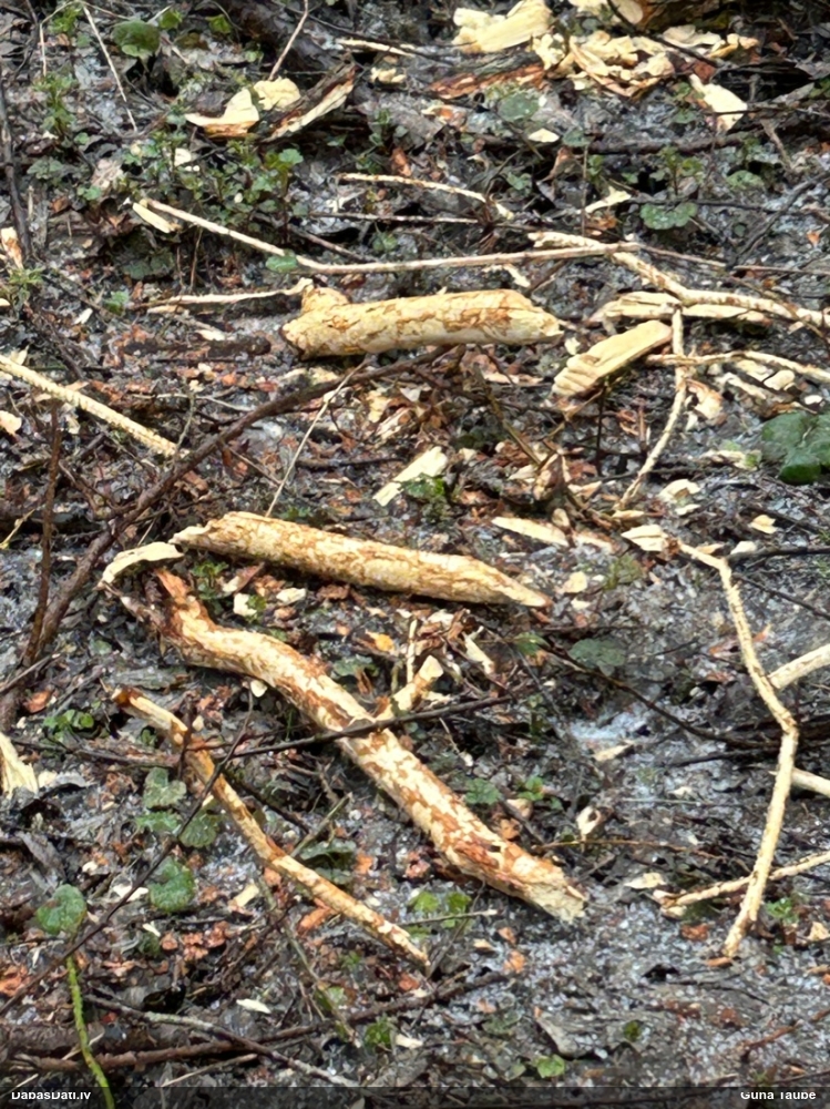 обыкновенный бобр