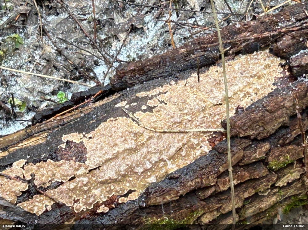 Klājeniska sēne (nenoteikta)