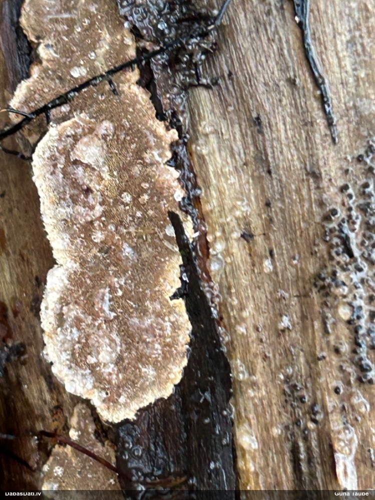 Klājeniska sēne (nenoteikta)