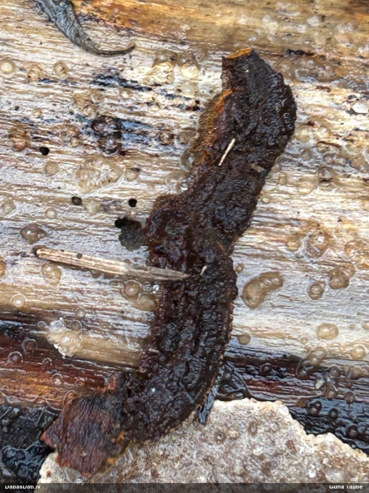 Klājeniska sēne (nenoteikta)