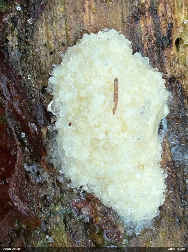 Gļotsēne (nenoteikta)