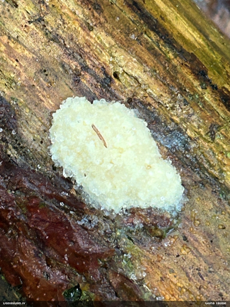 Gļotsēne (nenoteikta)