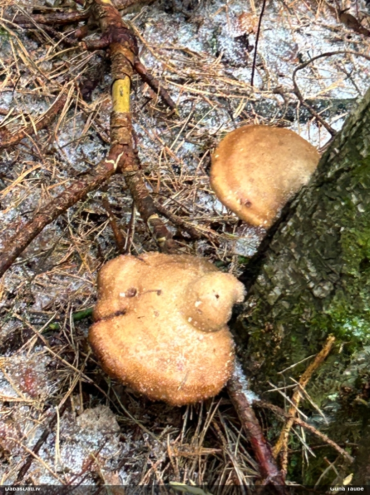 березовый Трутовик