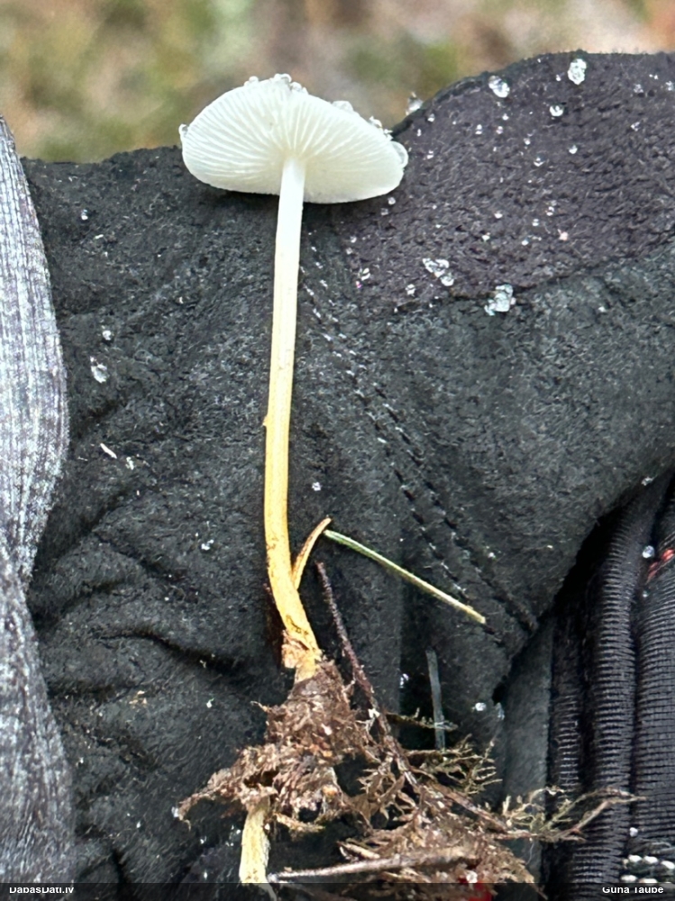 Sēntiņa (nenoteikta)