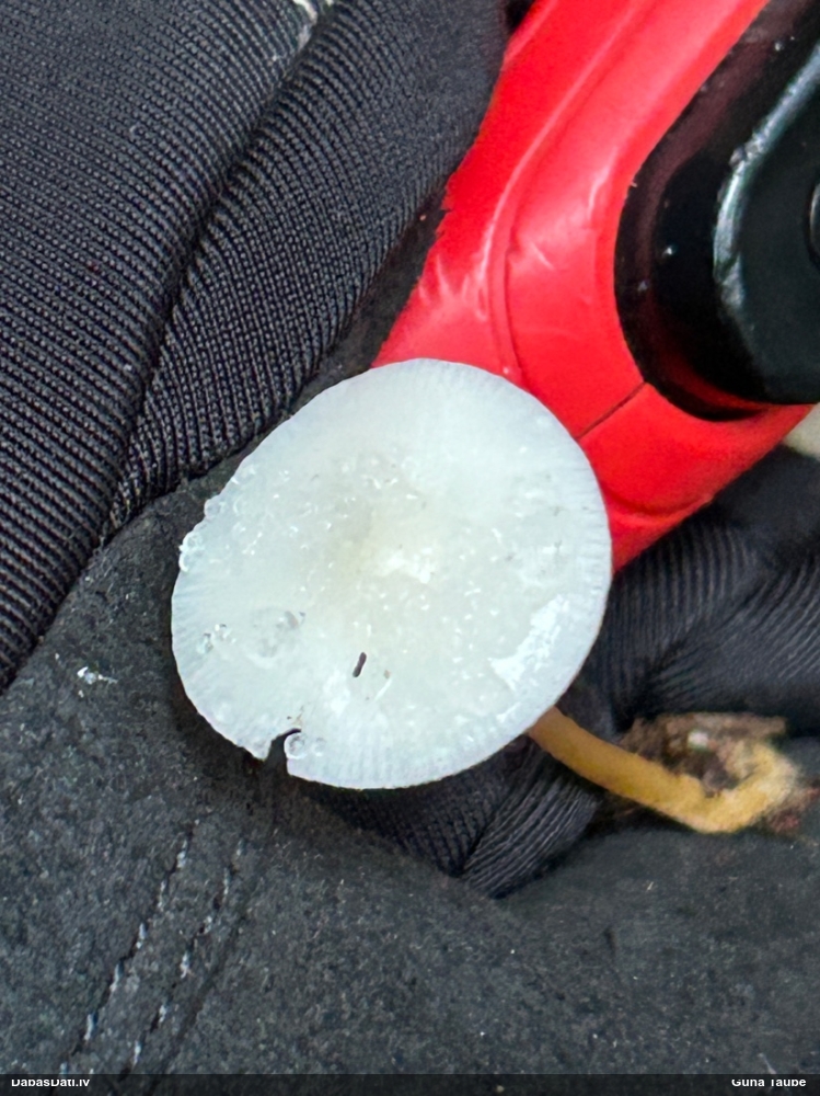 Sēntiņa (nenoteikta)