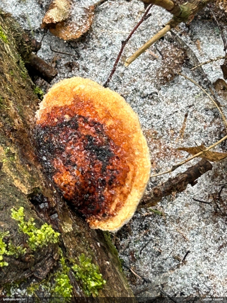 Окаймленный трутовик