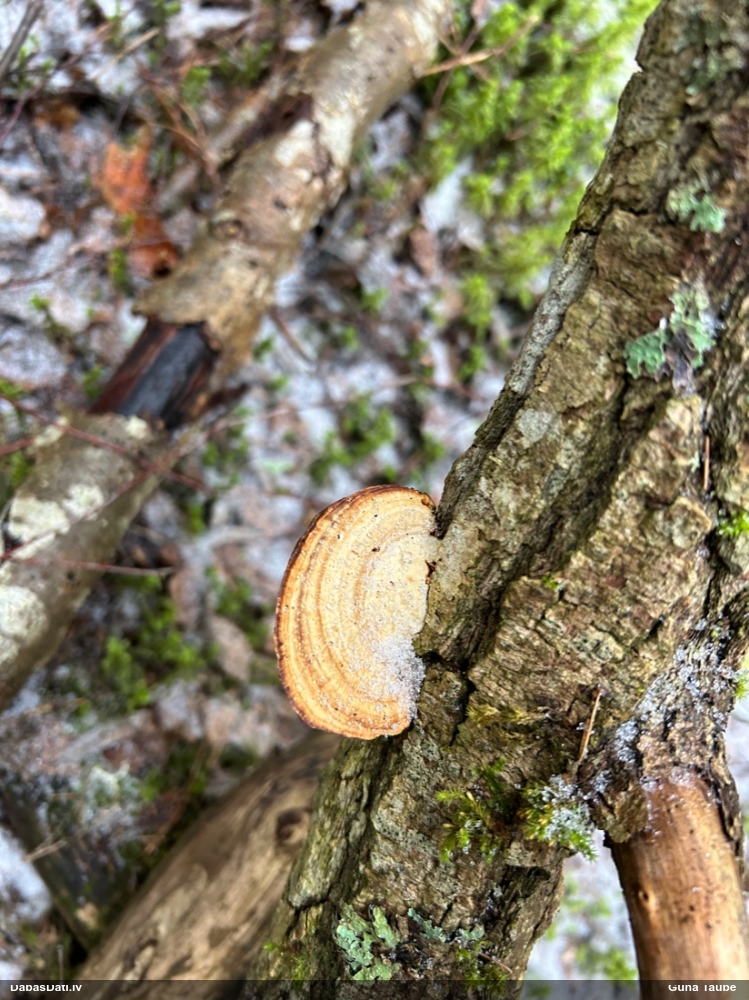 Parastā labirintpiepe