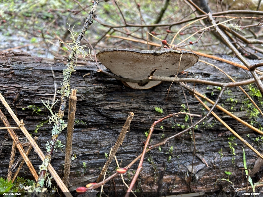 Parastā plakanpiepe