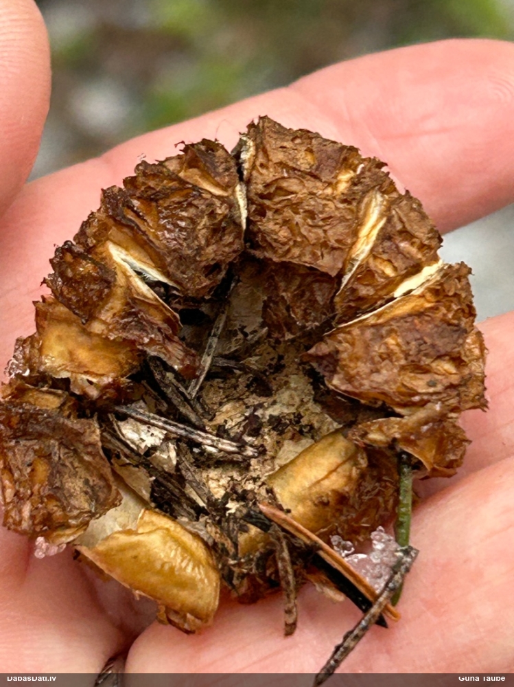 Zemeszvaigzne (nenoteikta)