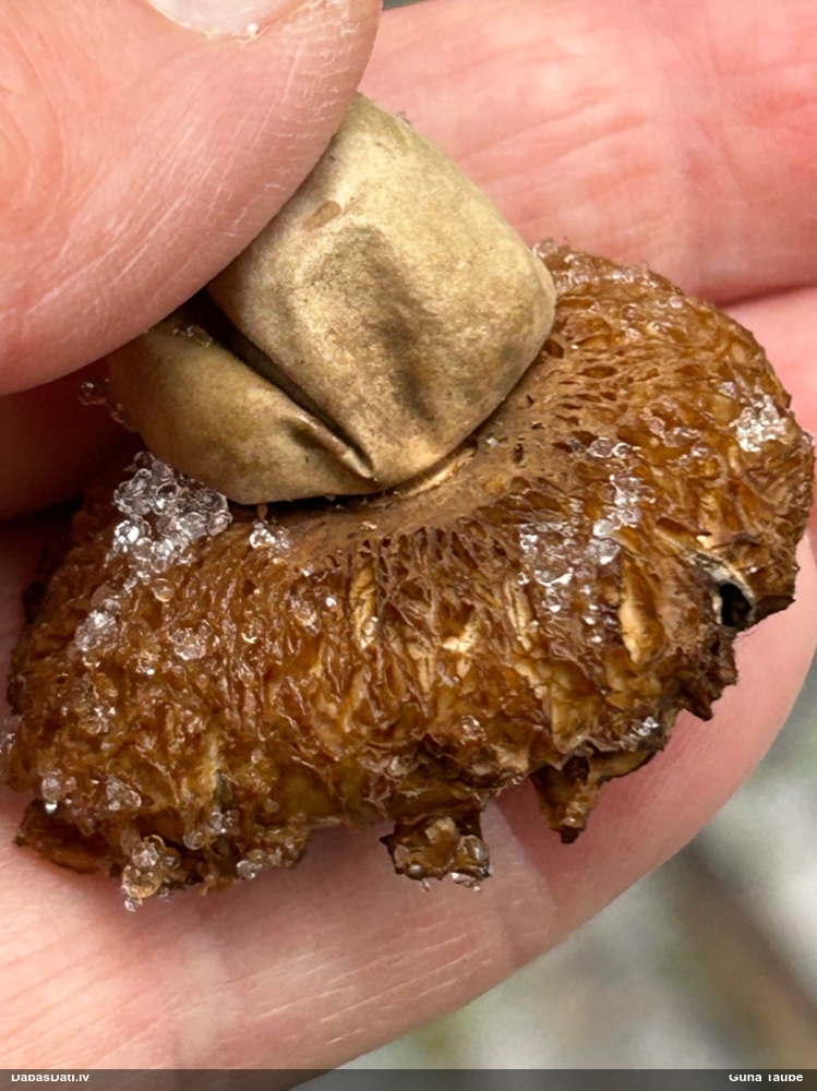 Zemeszvaigzne (nenoteikta)