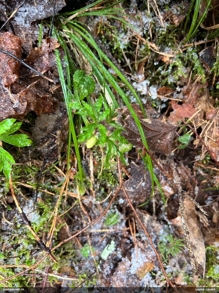 ветреница белая