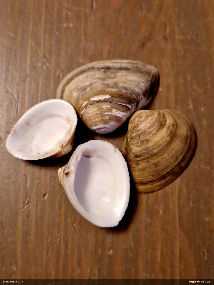 Gliemene Rangia cuneata