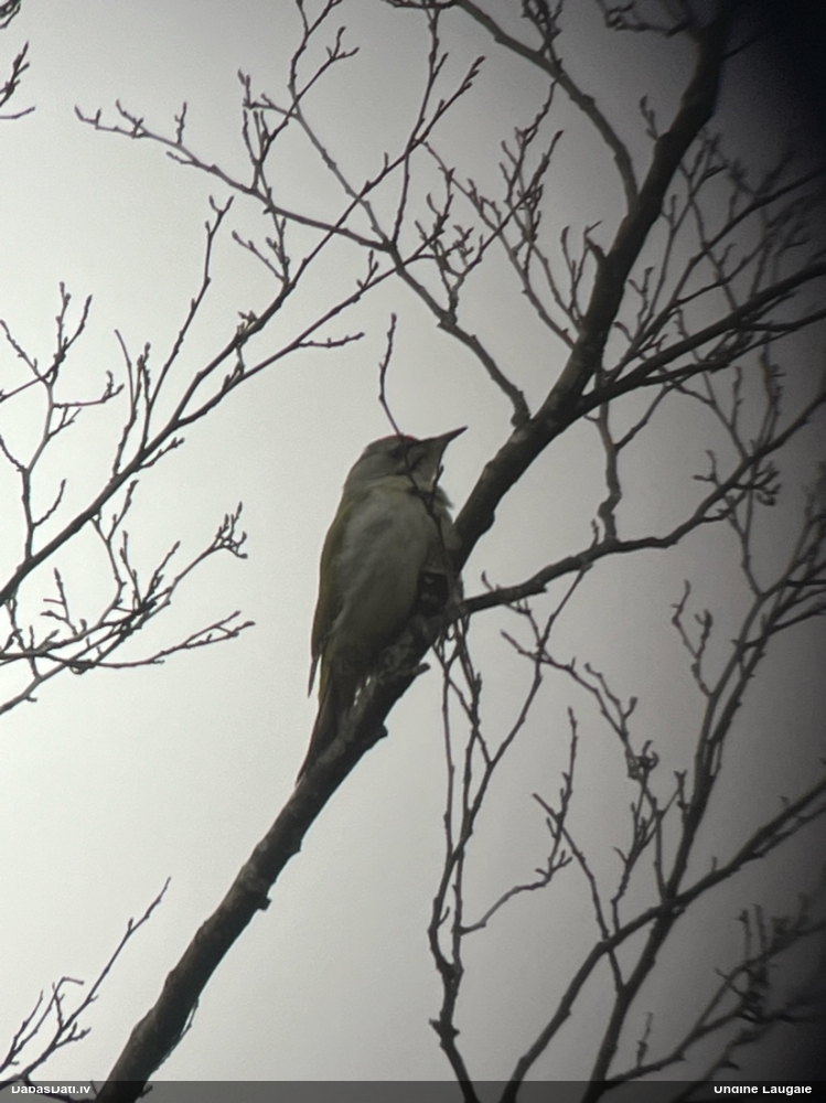 седой дятел