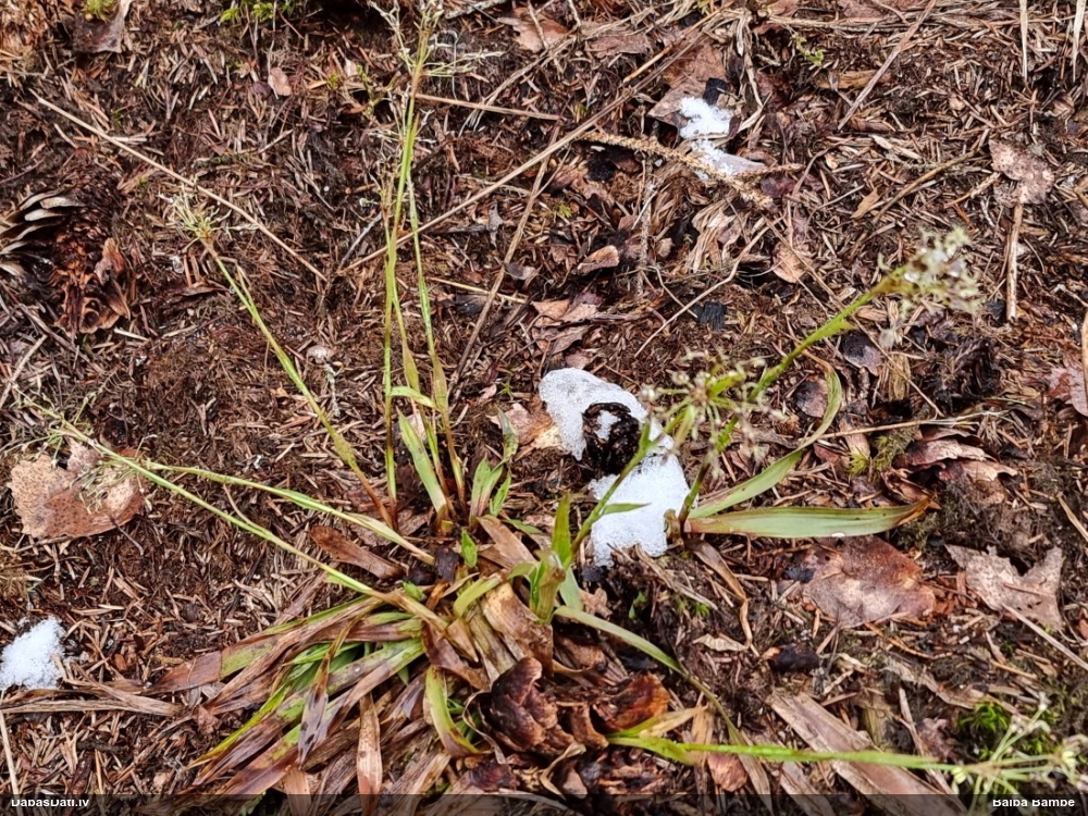 ожика волосистая