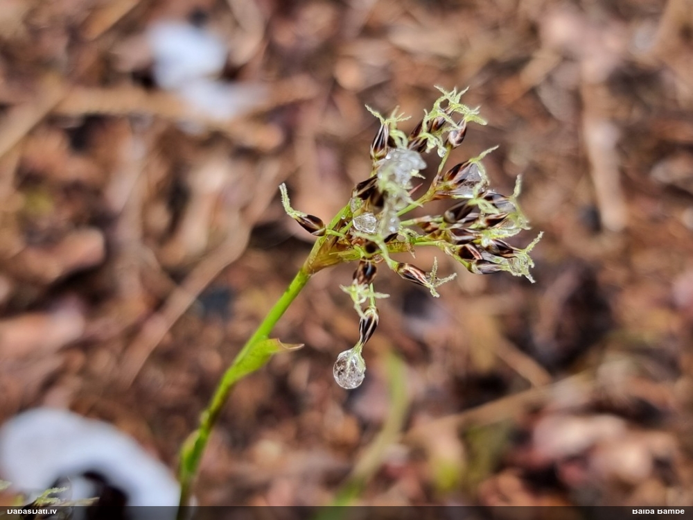 ожика волосистая