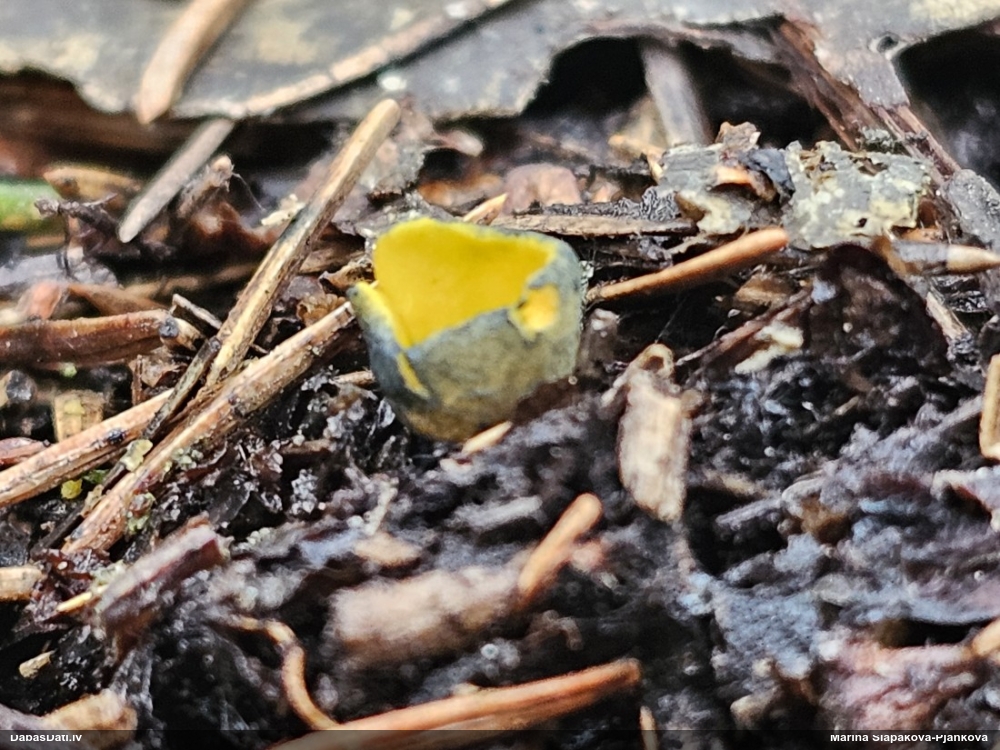 Liesmainā dižspulgaine