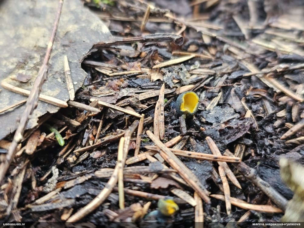 Liesmainā dižspulgaine