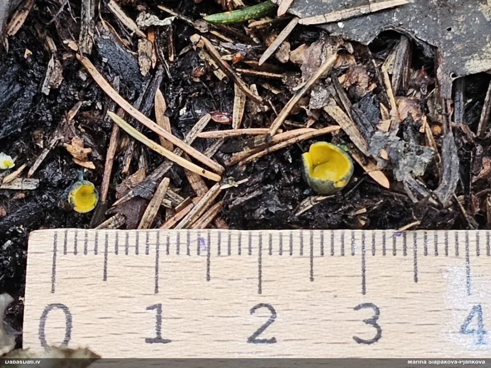 Liesmainā dižspulgaine