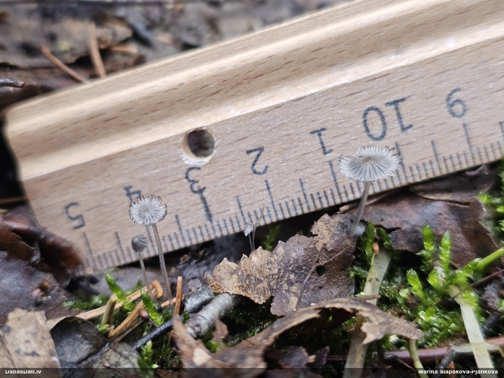 Tintene (nenoteikta)