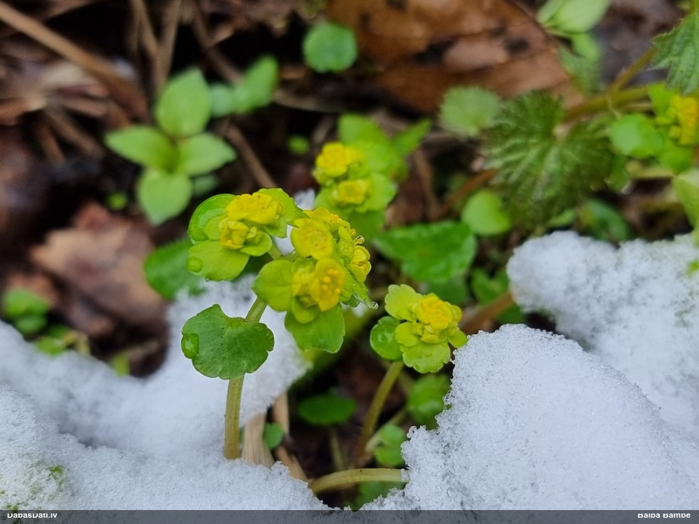 селезеночник обыкновенный