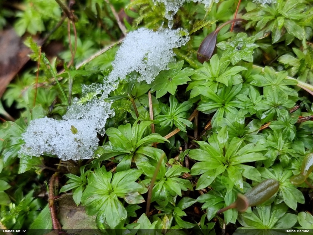 Parastā rožgalvīte