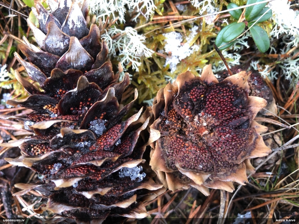 Egļu čiekuru rūsa