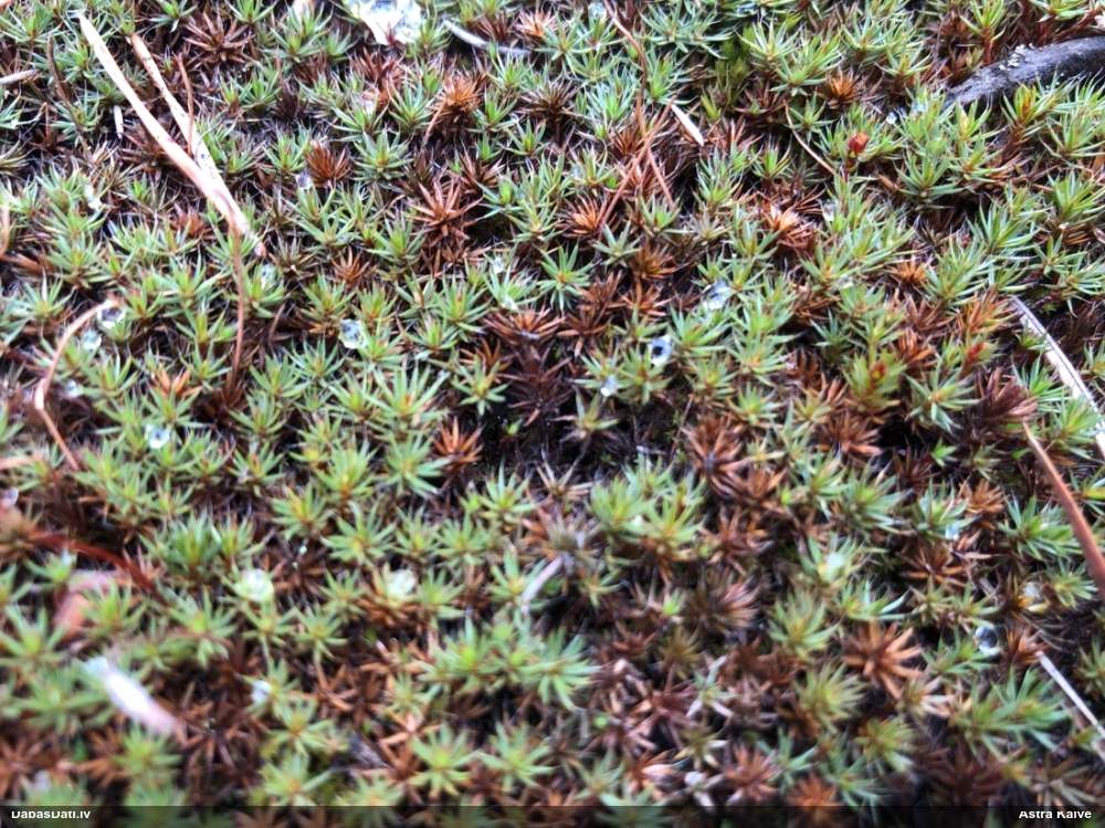 Matainais dzegužlins