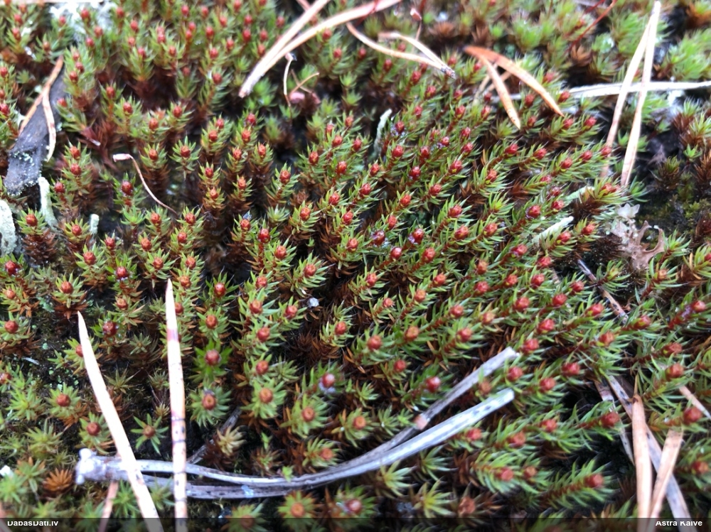 Matainais dzegužlins