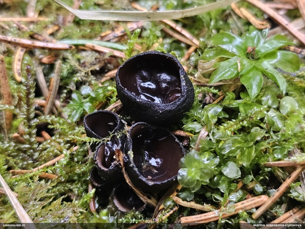 Melnā spožkausene (pseidoplektānija)