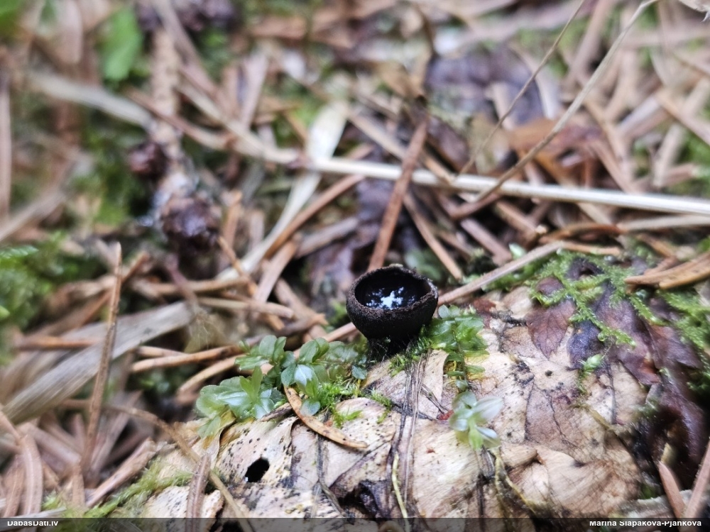 Melnā spožkausene (pseidoplektānija)