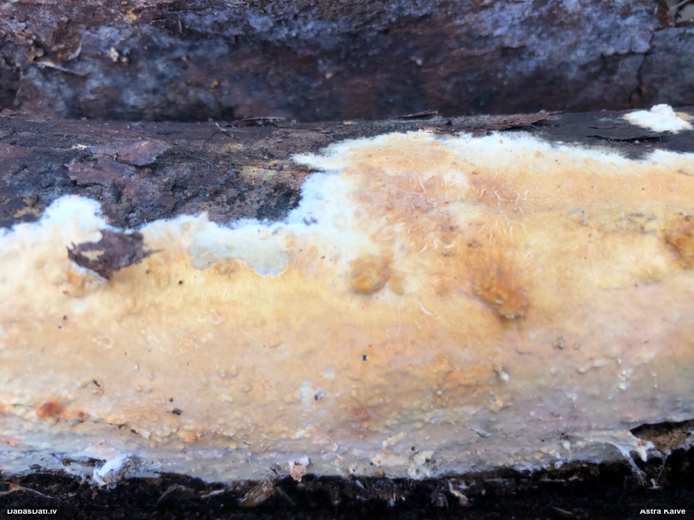 Klājeniska sēne (nenoteikta)