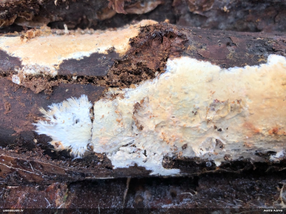 Klājeniska sēne (nenoteikta)