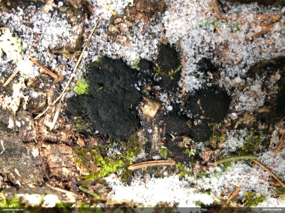 Stumbru cietsēne