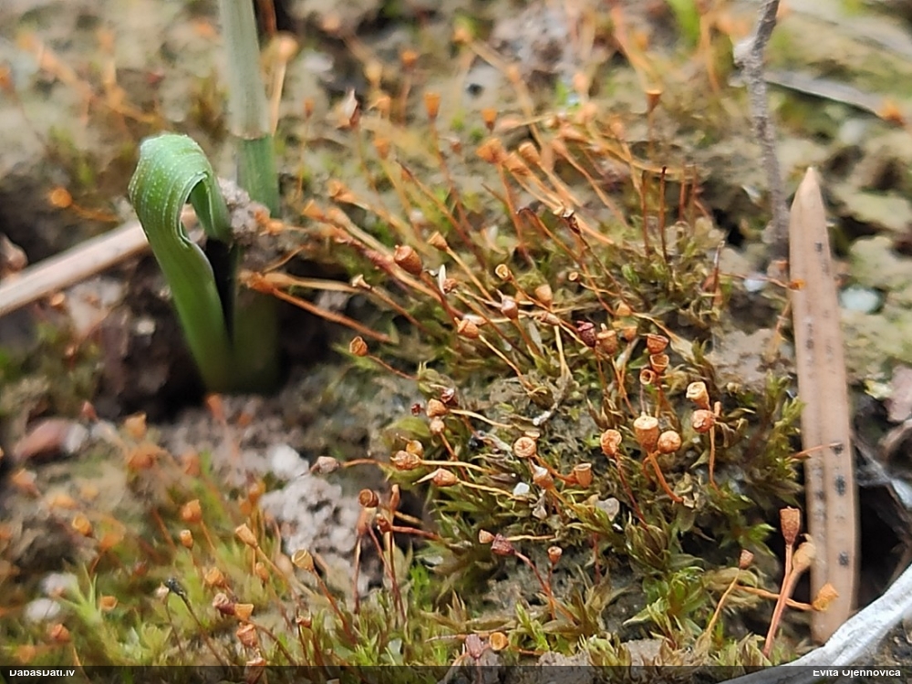 Strupvācelītes sīkvijzobe