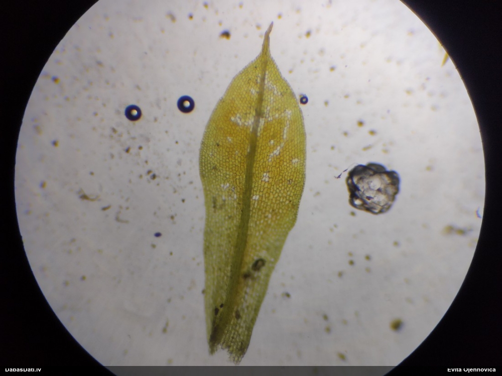 Strupvācelītes sīkvijzobe