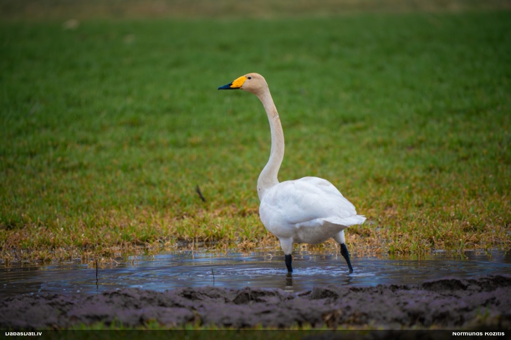 лебедь-кликун