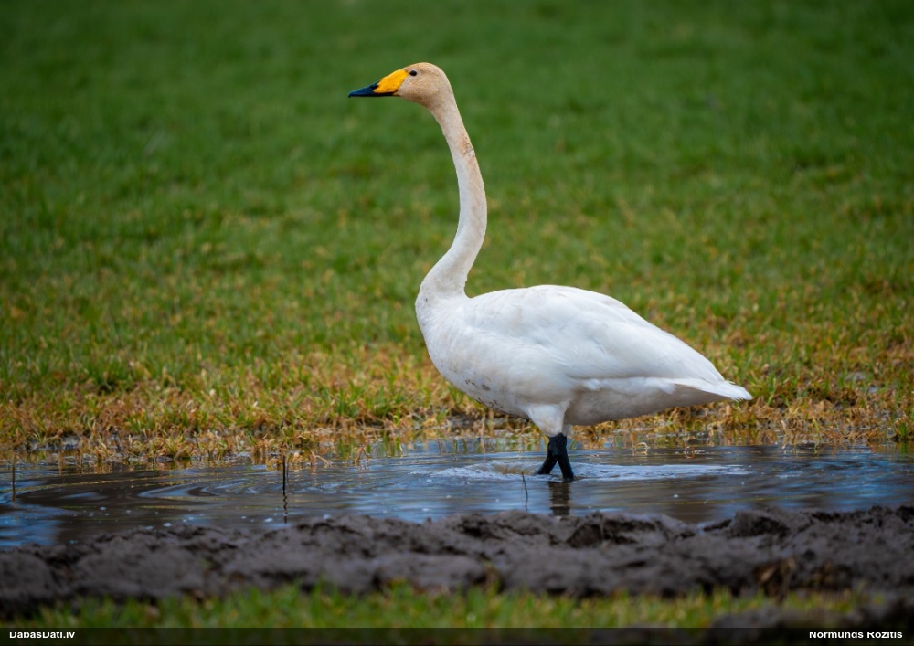 лебедь-кликун