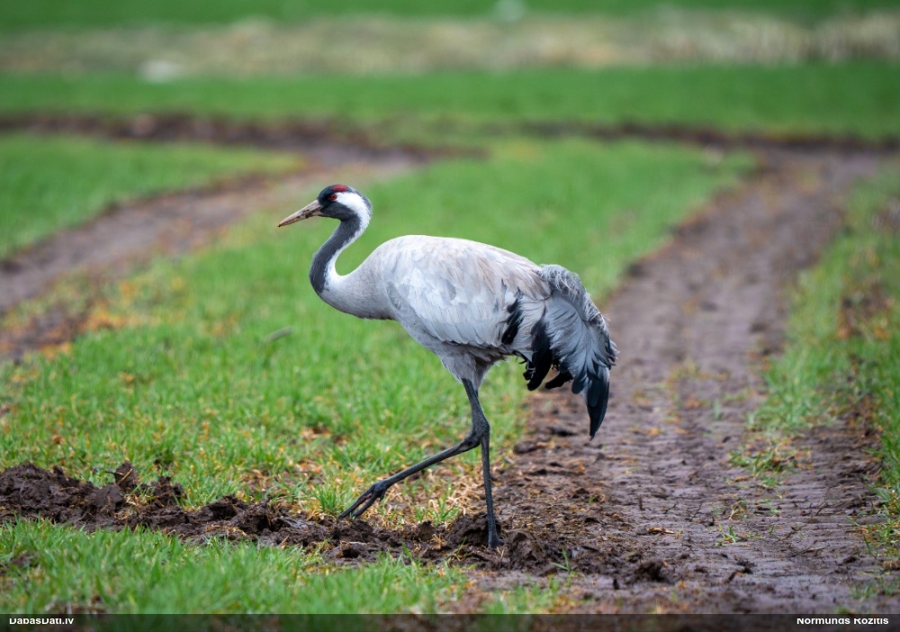 серый журавль