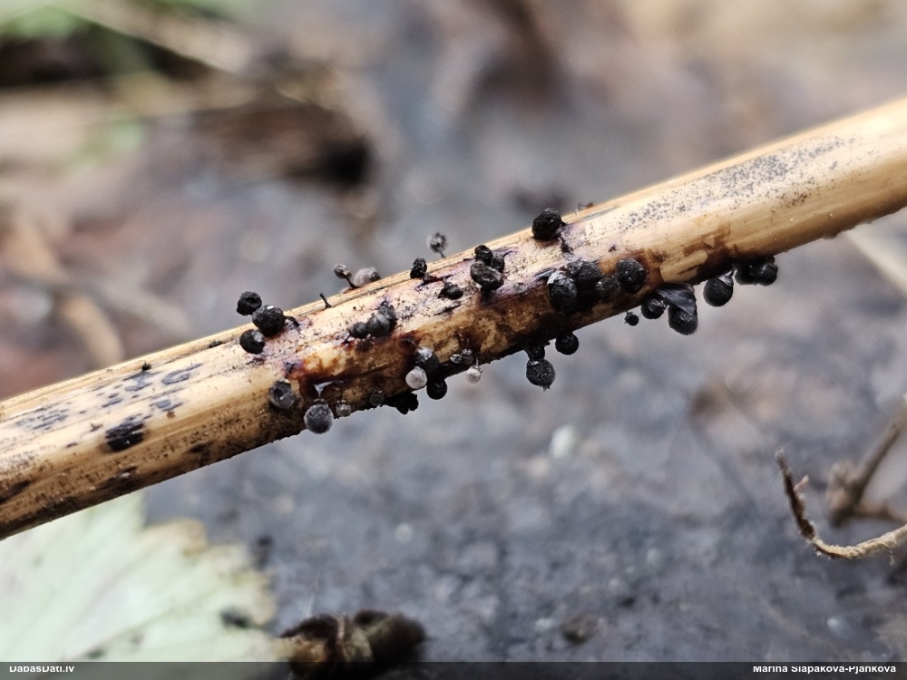 Lampīte (nenoteikta)