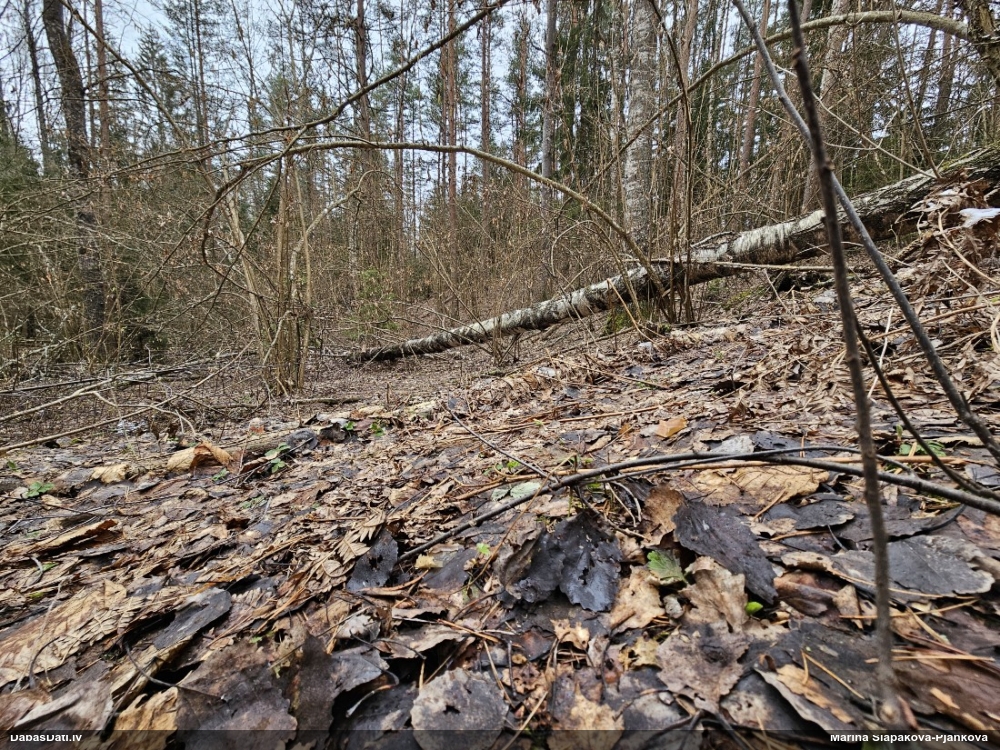 Lampīte (nenoteikta)