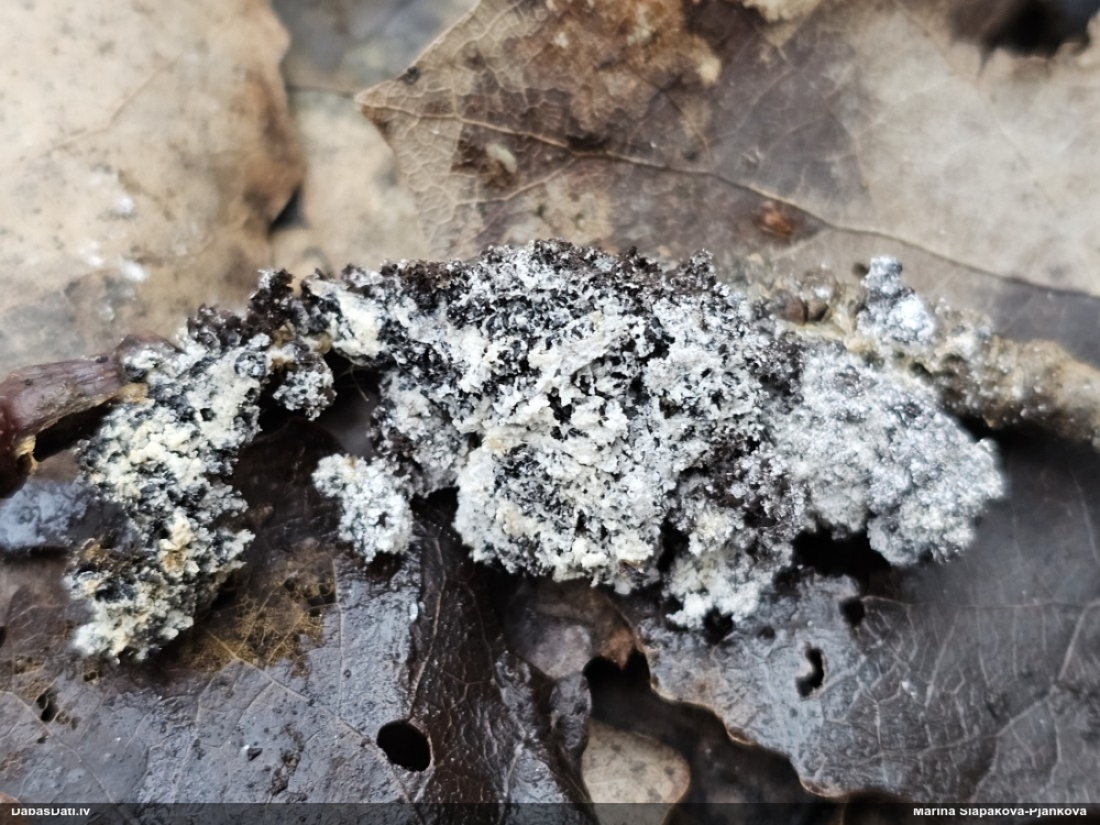 Gļotsēne (nenoteikta)