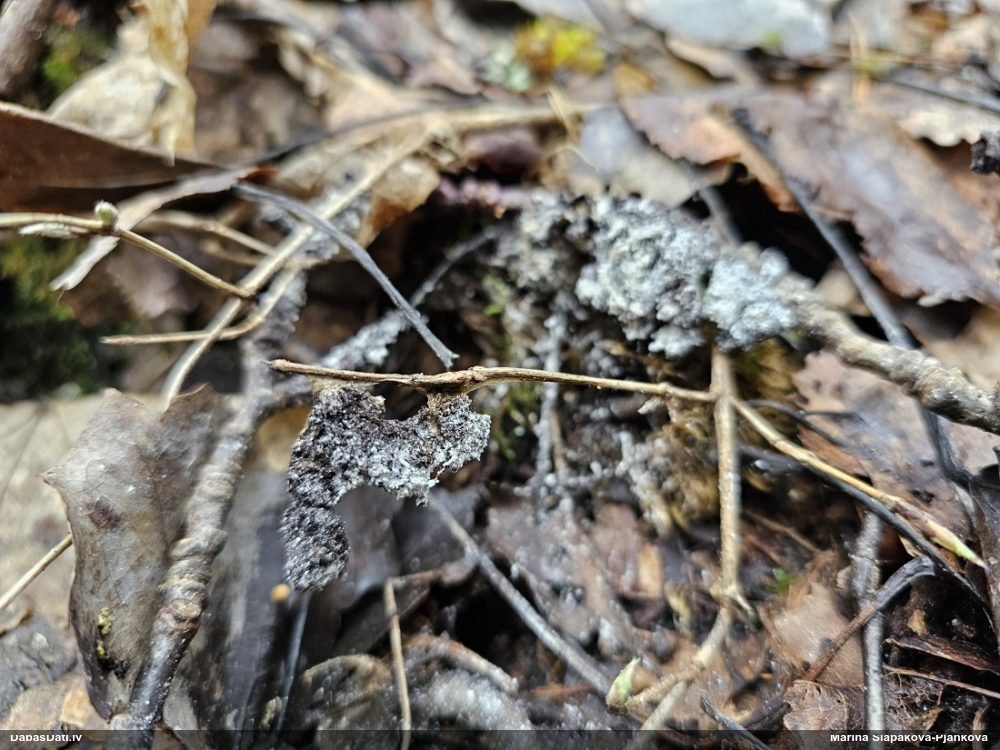 Gļotsēne (nenoteikta)