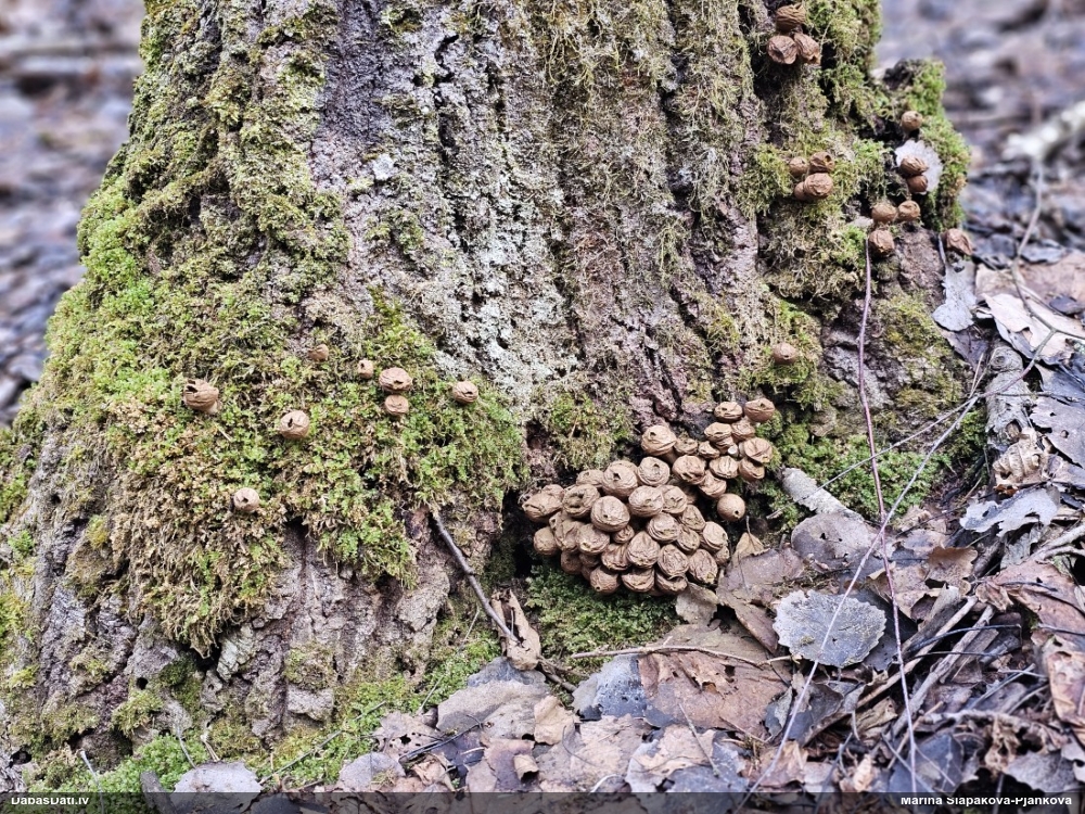 грушевидный дождевик