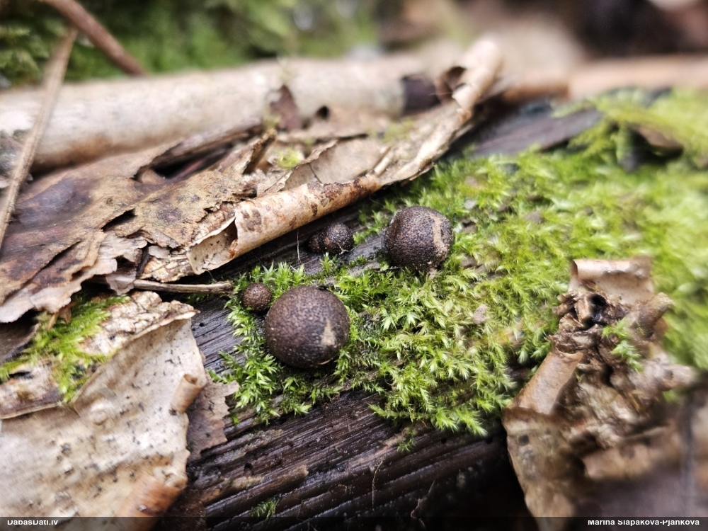 Koksnes vilkpienaine