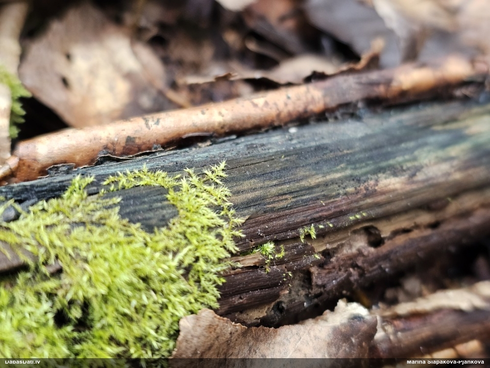 Zilzaļā hlorociborija