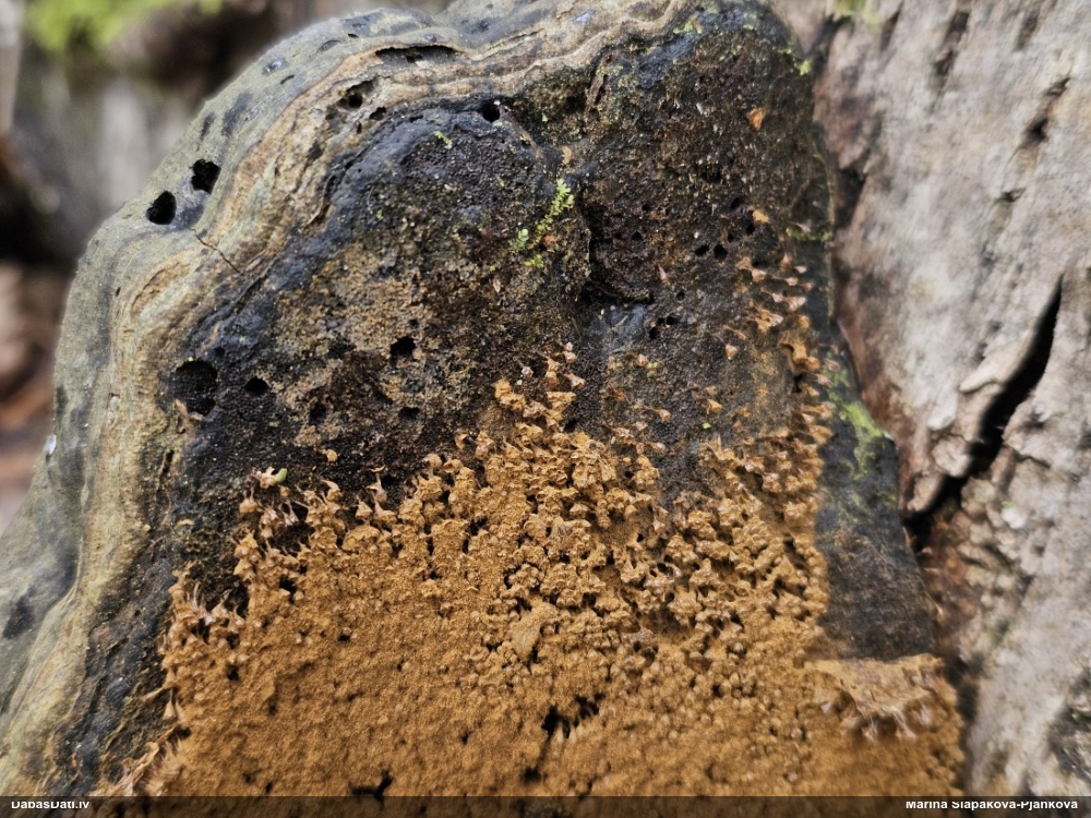 Trihija, hemitrihija (nenoteikta)