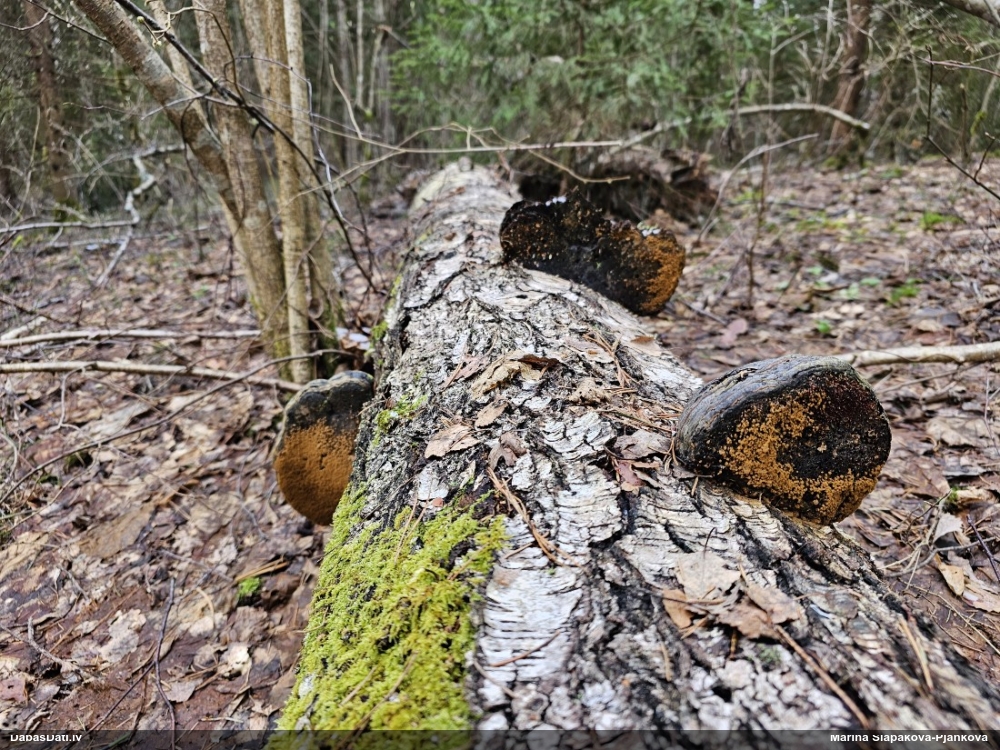 Trihija, hemitrihija (nenoteikta)