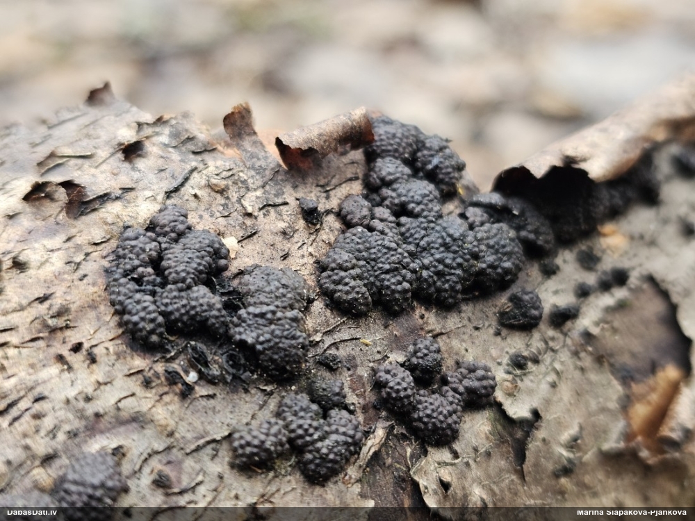 Sēne Hypoxylon fuscum