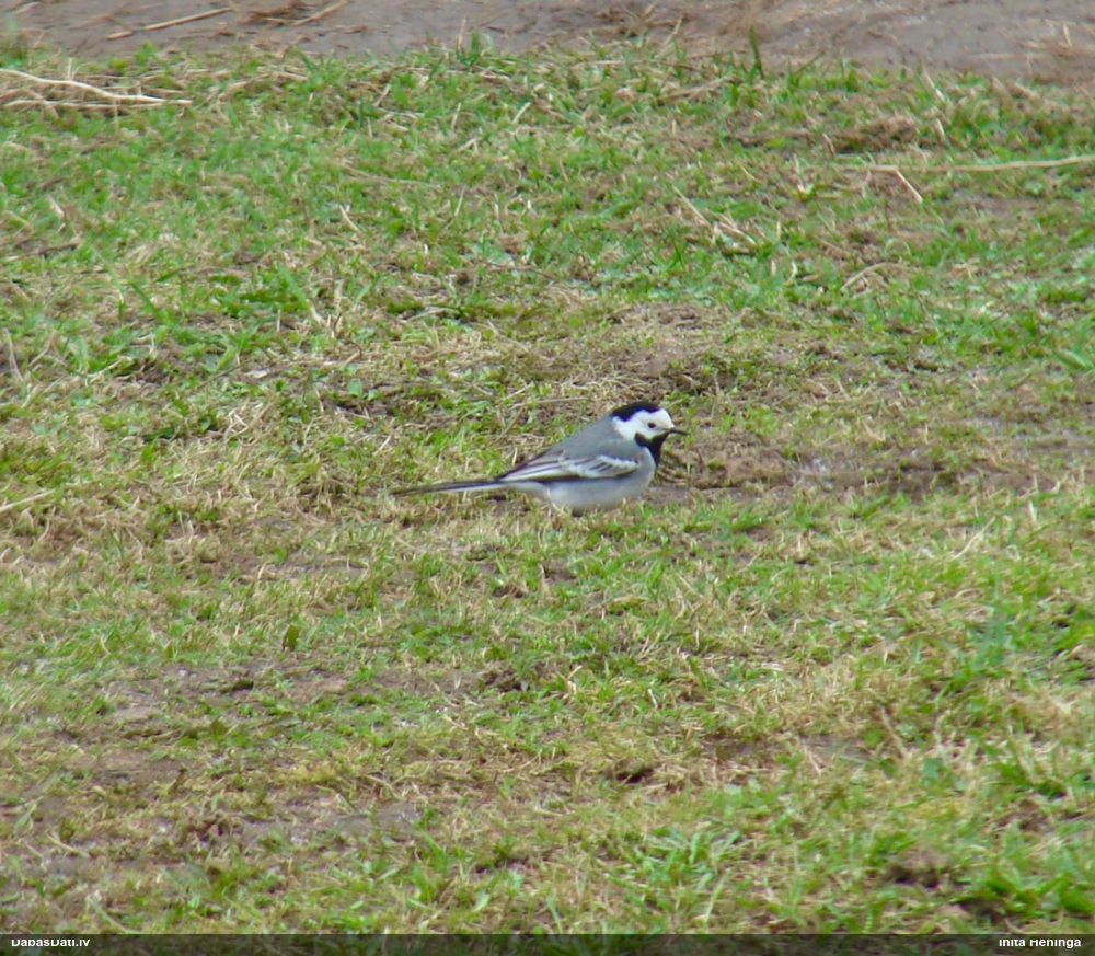 белая трясогузка