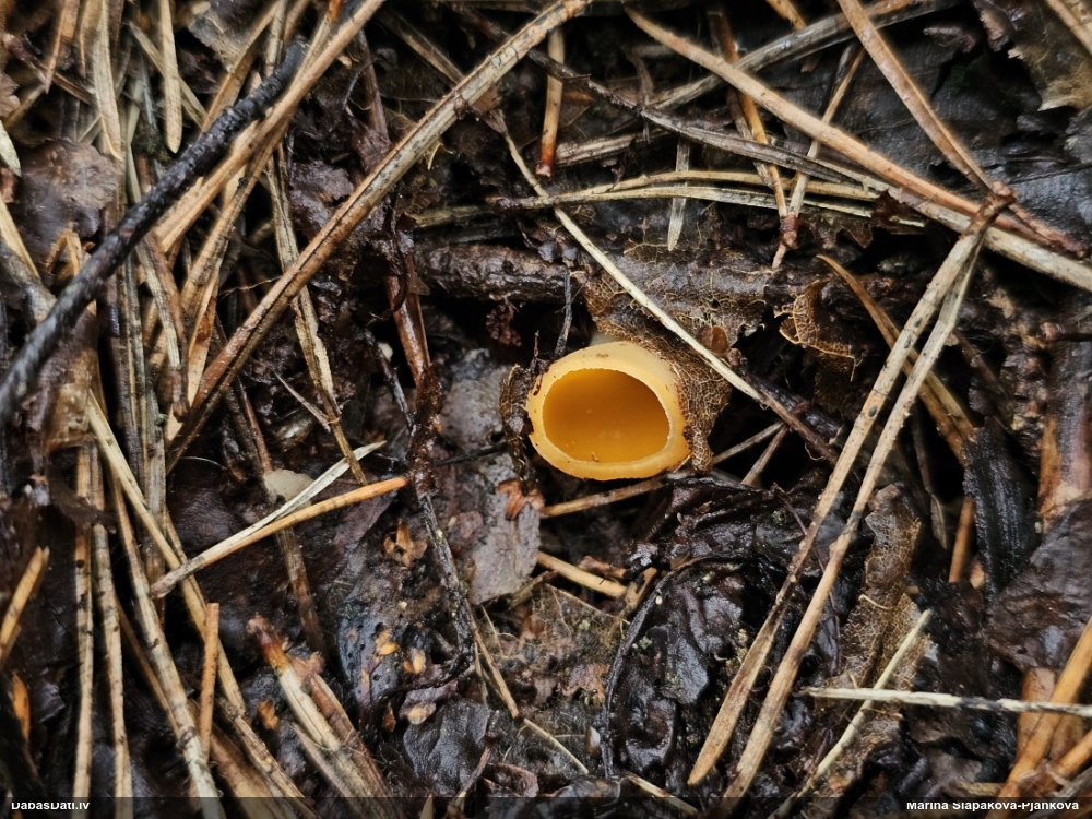 Austrijas agrene